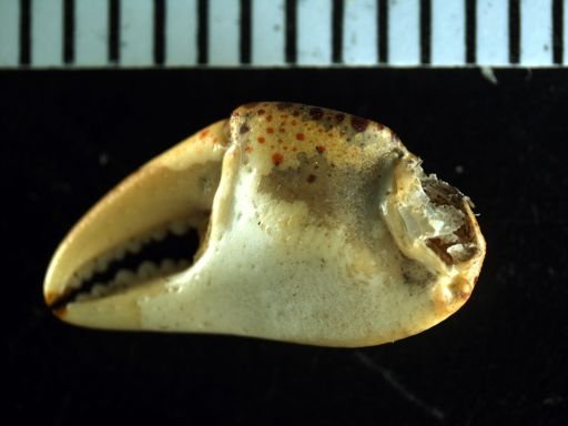 Hemigrapsus sanguineus
