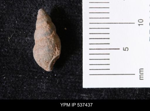 Goniobasis ortmanni