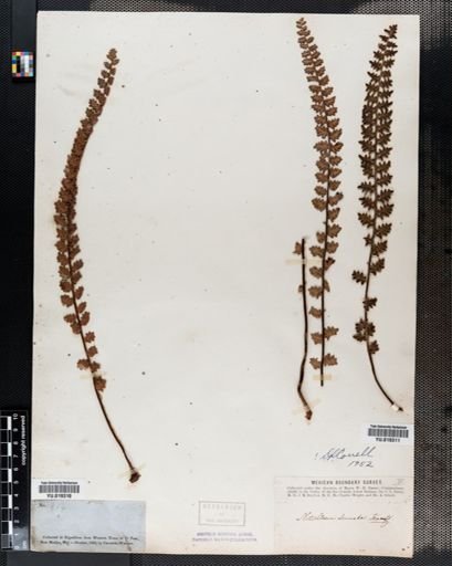 Notholaena