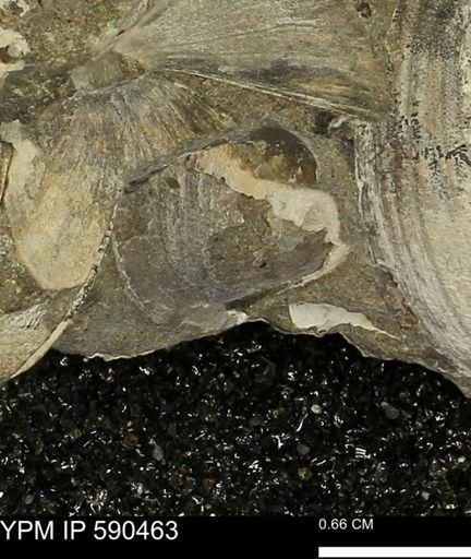 undet. Bivalvia