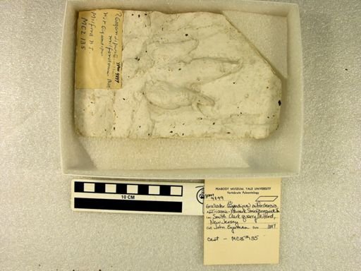 Anchisauripus milfordensis