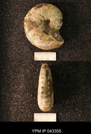 Hoploscaphites nicolletii