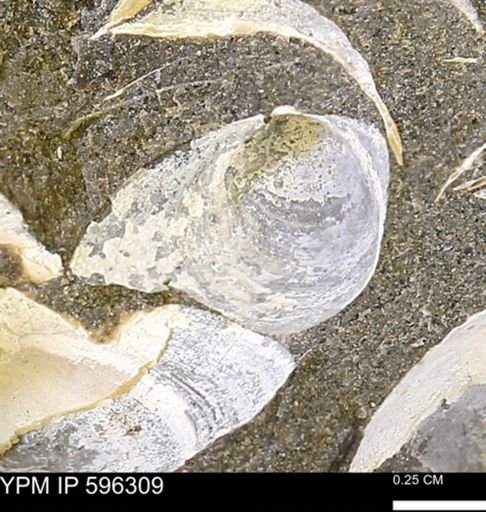Limopsis striatopunctatus
