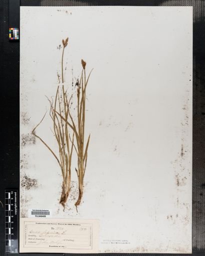 Carex leporina