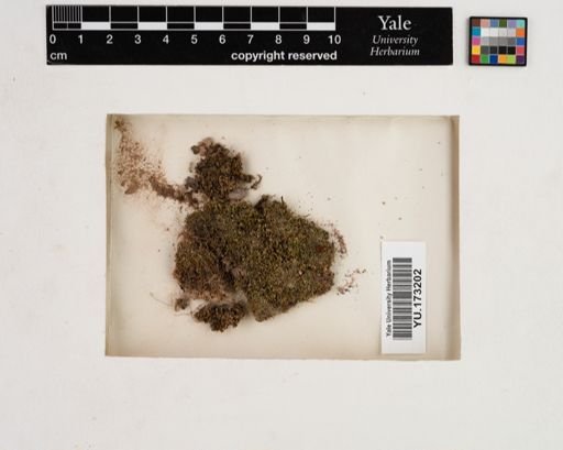 Plantae