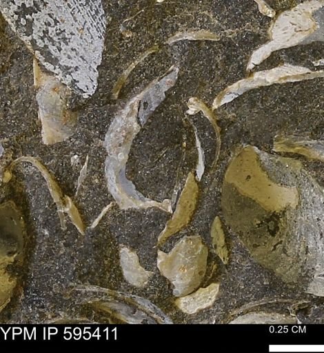 Protocardia sp.
