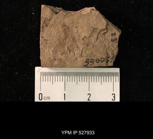 undet. Pterygota