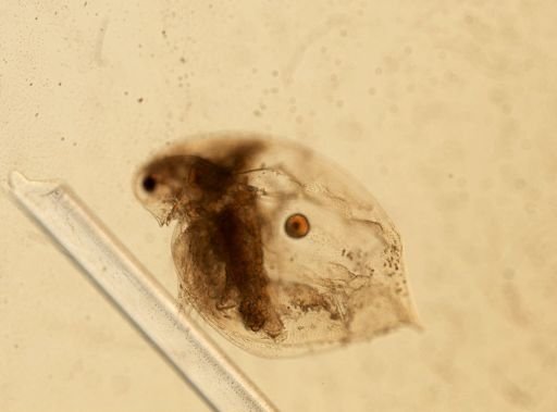 Daphnia pulex