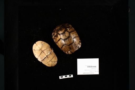 Terrapene carolina triunguis