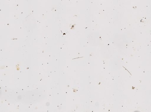 Ianthella sp.