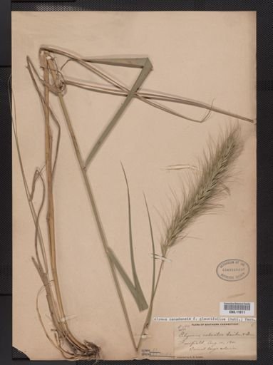 Elymus canadensis