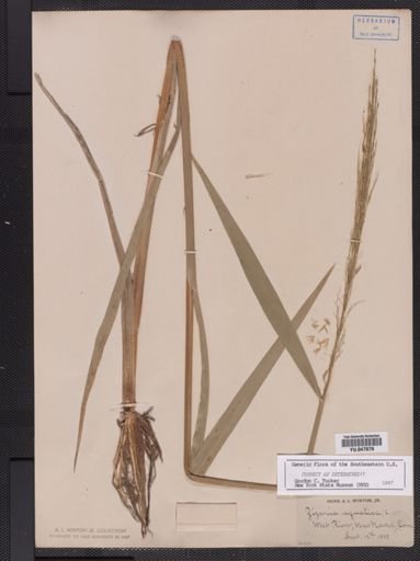 Zizania aquatica