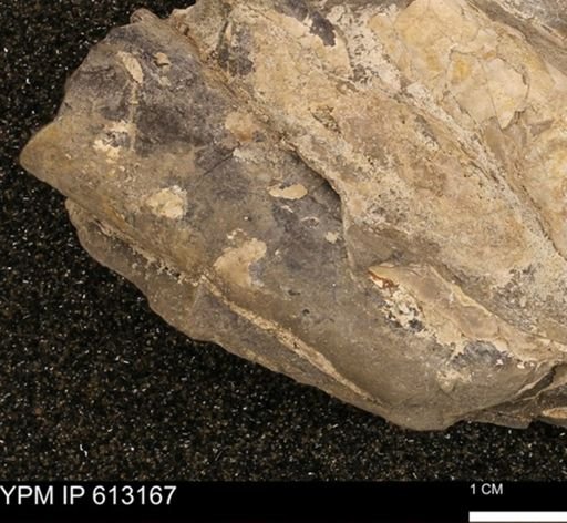 Baculites sp.
