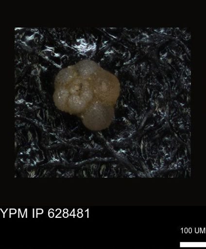 undet. Foraminiferida