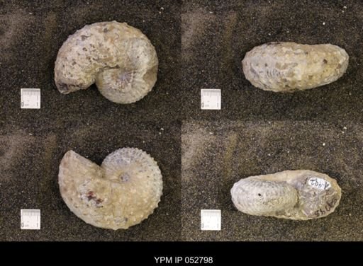 Discoscaphites gulosus