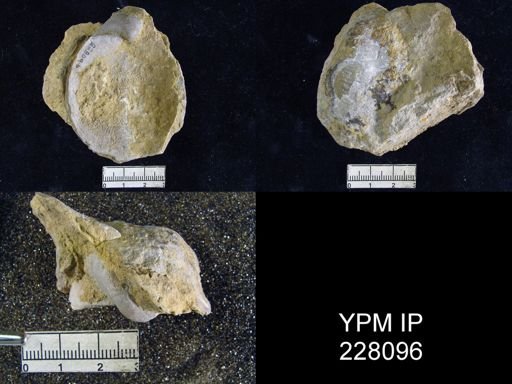 Echinoconchus moorei