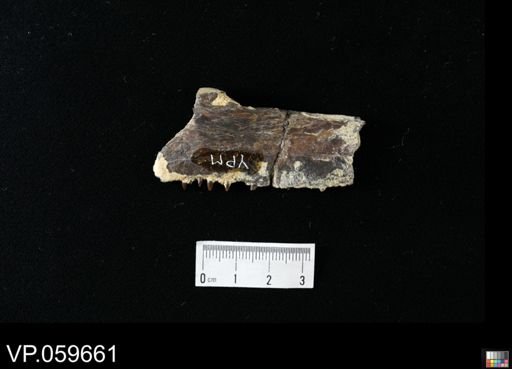 Gillicus? arcuatus