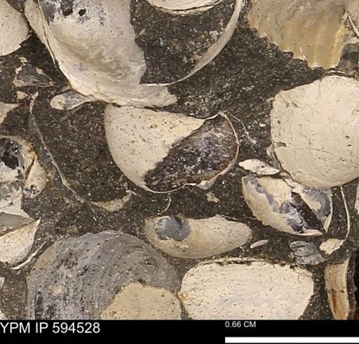 Protocardia sp.