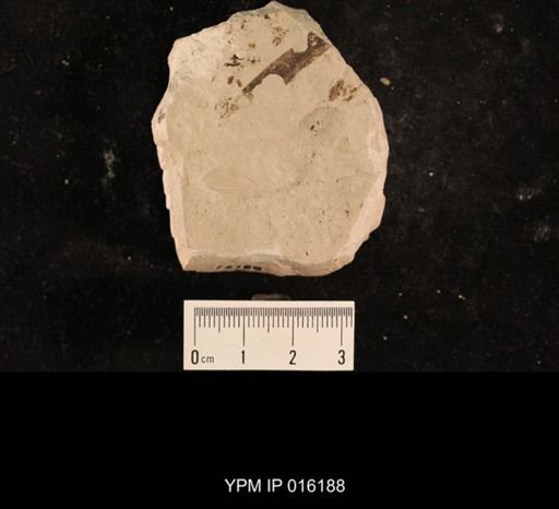 Liomopteridae