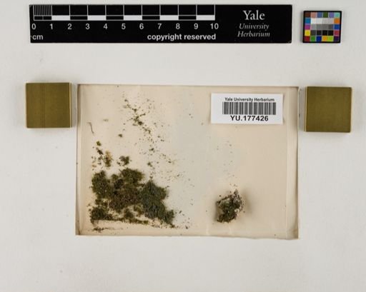 Plantae