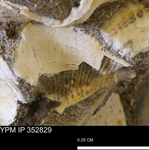 Parallelodon (Cosmetodon)?