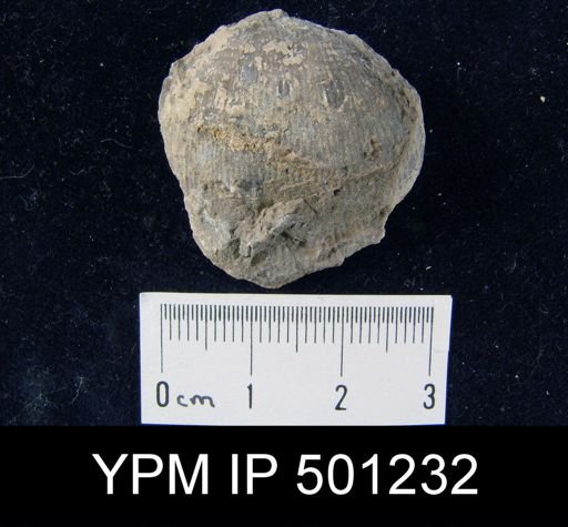 Productus sp.