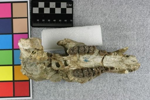 Thinohyus robustus
