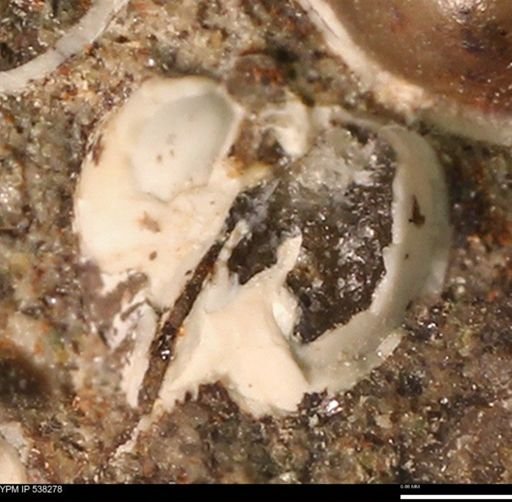 Corbulamella gregaria