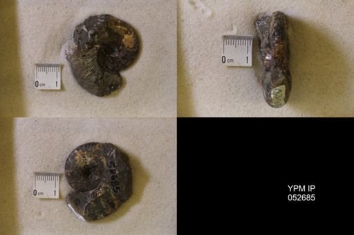 Hoploscaphites comprimus