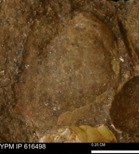 Protocardia subquadrata