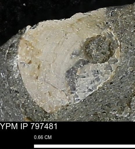 undet. Bivalvia