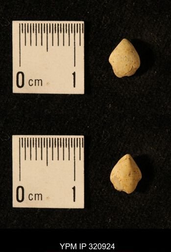 Dielasma elongatum