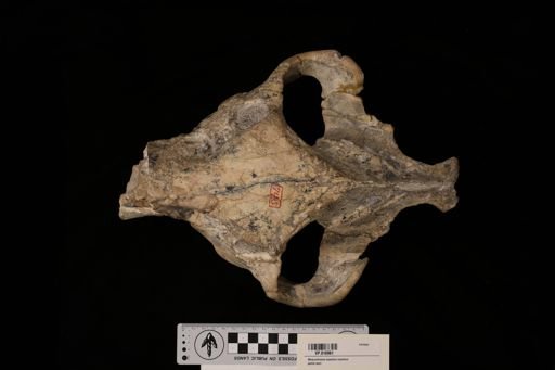 Promerycochoerus latidens