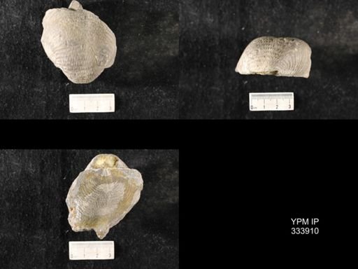 Echinoconchus leuchtenbergensis?