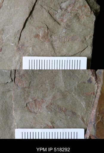 Thelxiope sp.