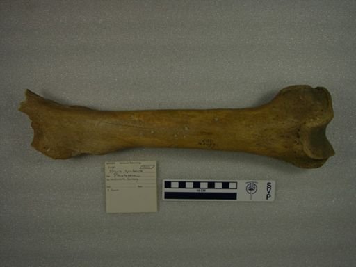 Ursus spelaeus