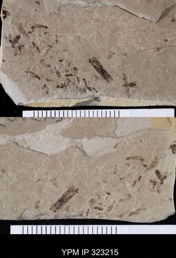 undet. Staphylinidae