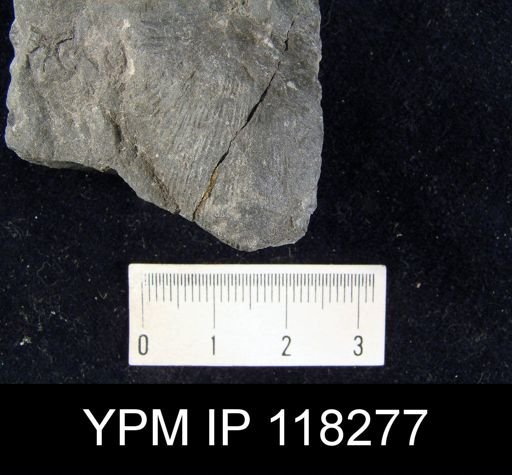 Brachyprion crassomata