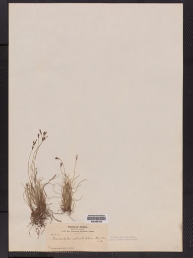 Fimbristylis