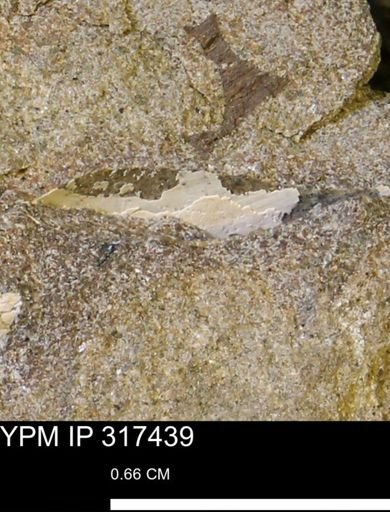 undet. Mollusca