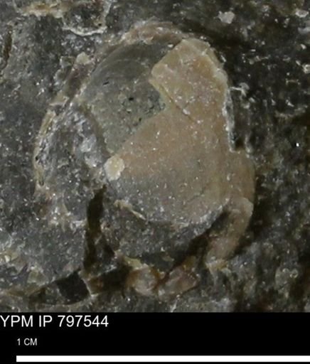 undet. Bivalvia