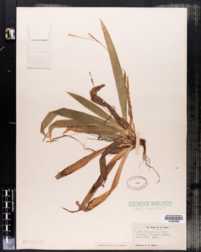 Carex platyphylla