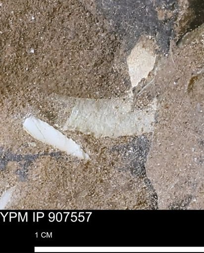 undet. Mollusca