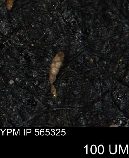 Verneuilinoides kansasensis