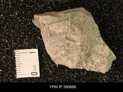 undet. Scaphitidae