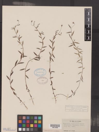 Campanula aparinoides