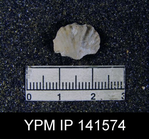 Spiriferina (Punctospirifer) sp.