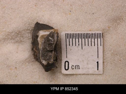 Baculites sp.