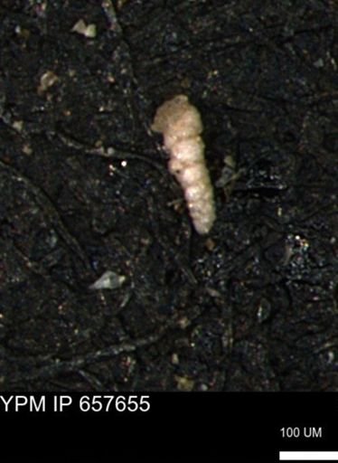 Verneuilinoides kansasensis