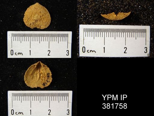 Rhipidomella oblata